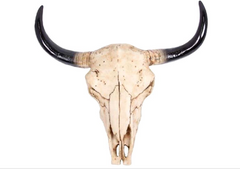 Polyresin Cow Head Wall Decor Skull